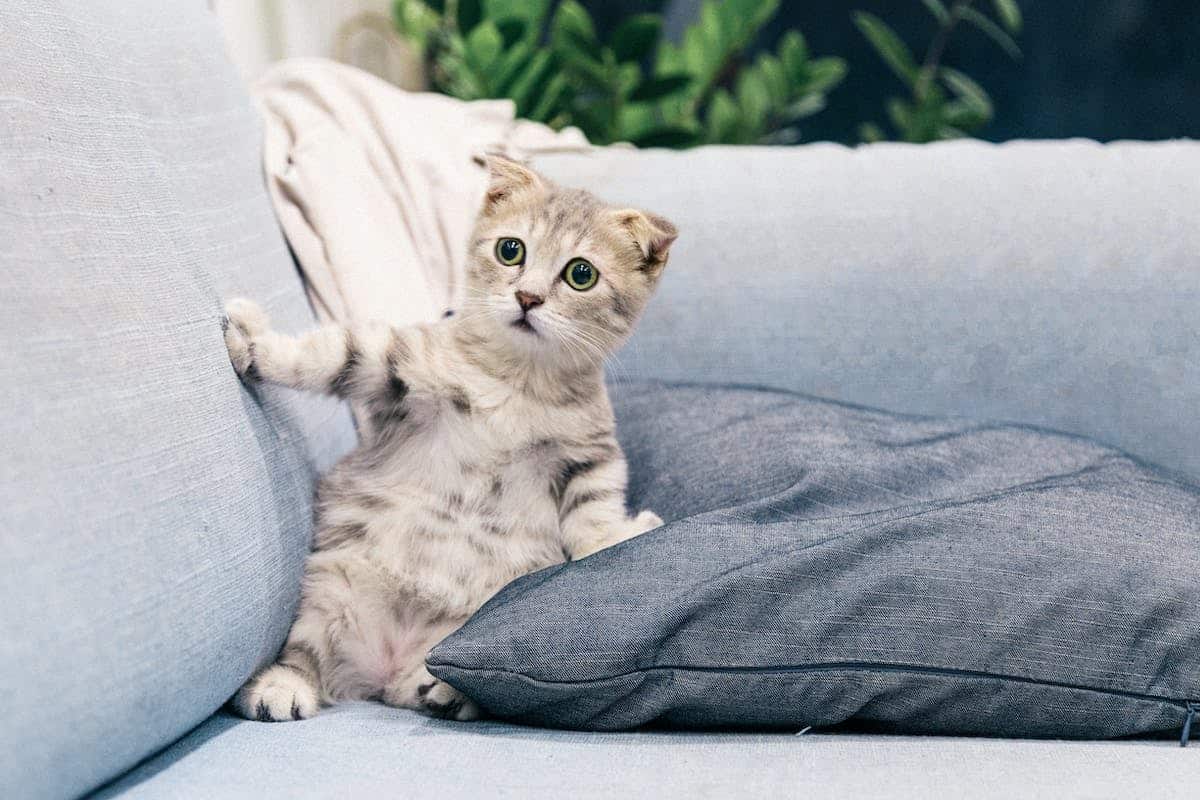 chat  insolite