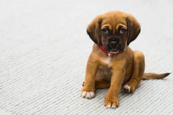 Les clés pour une bonne intégration d’un nouveau chien dans votre foyer