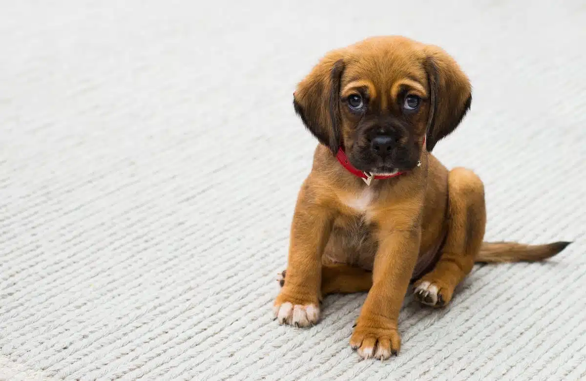 Les clés pour une bonne intégration d’un nouveau chien dans votre foyer