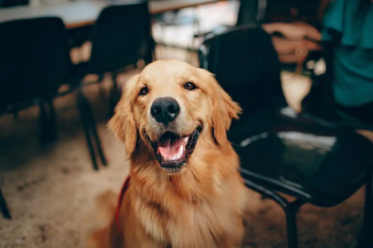 nouveau chien