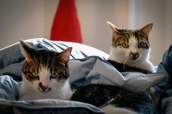 Les bienfaits de la présence d’un chat dans une maison pour la santé et le bien-être