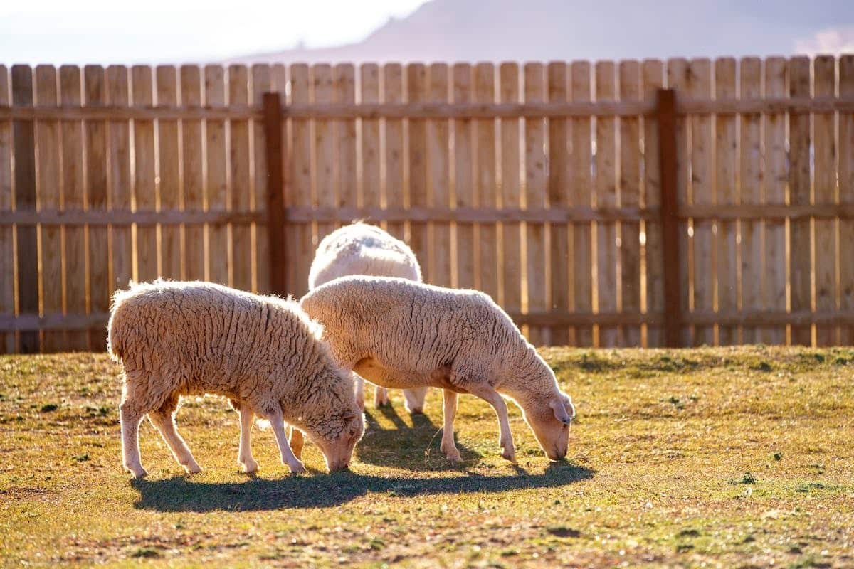 Décryptage des actualités éthiques sur les animaux d’élevage : conditions et traitement en question