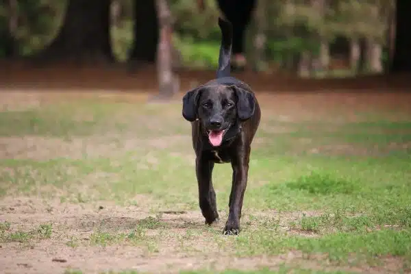 Les essentiels pour simplifier la vie quotidienne avec votre chien