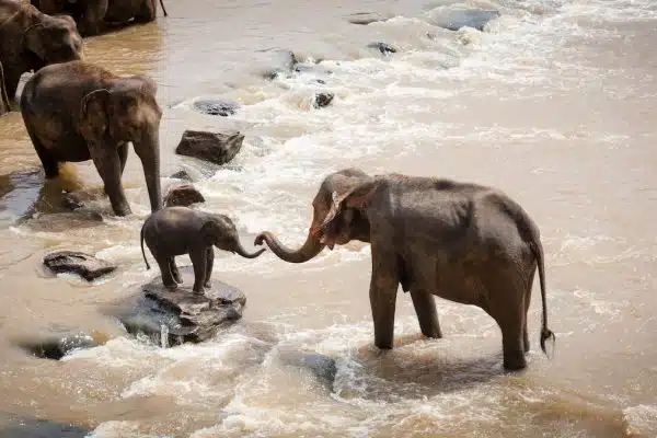 Découvrez les espèces animales dotées d’une intelligence remarquable et de capacités étonnantes