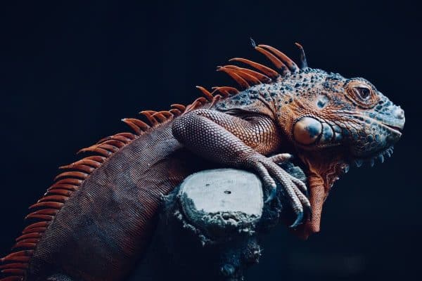 Découvrez les créatures fascinantes qui peuplent notre planète