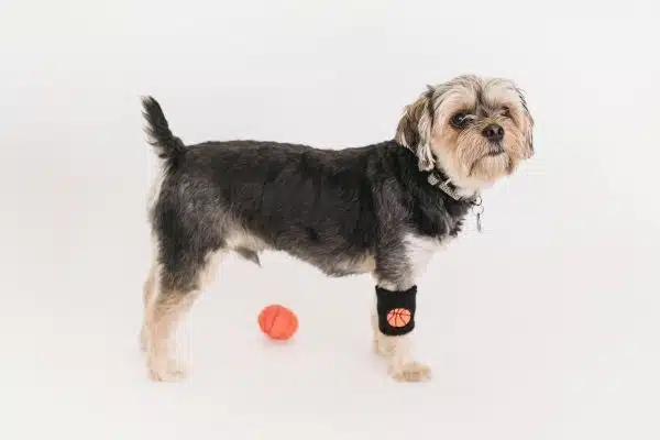 Les activités sportives pour chiens : Découvrez les disciplines adaptées à votre compagnon canin !