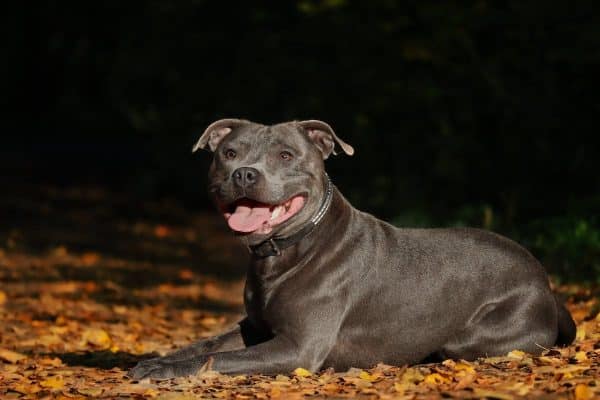 Staffie bleu prix : guide d’achat et conseils pour l’acquisition