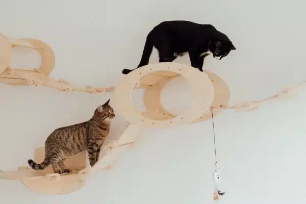 Les incontournables accessoires pour assurer le confort et le bien-être de votre chat