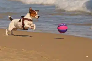 Les jeux et jouets : un moyen efficace pour favoriser le développement du chien