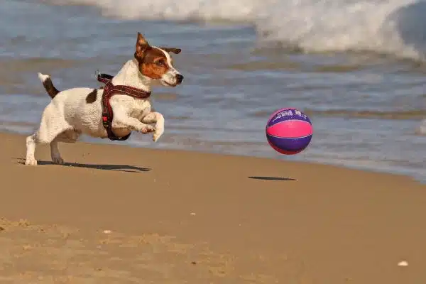 Les jeux et jouets : un moyen efficace pour favoriser le développement du chien