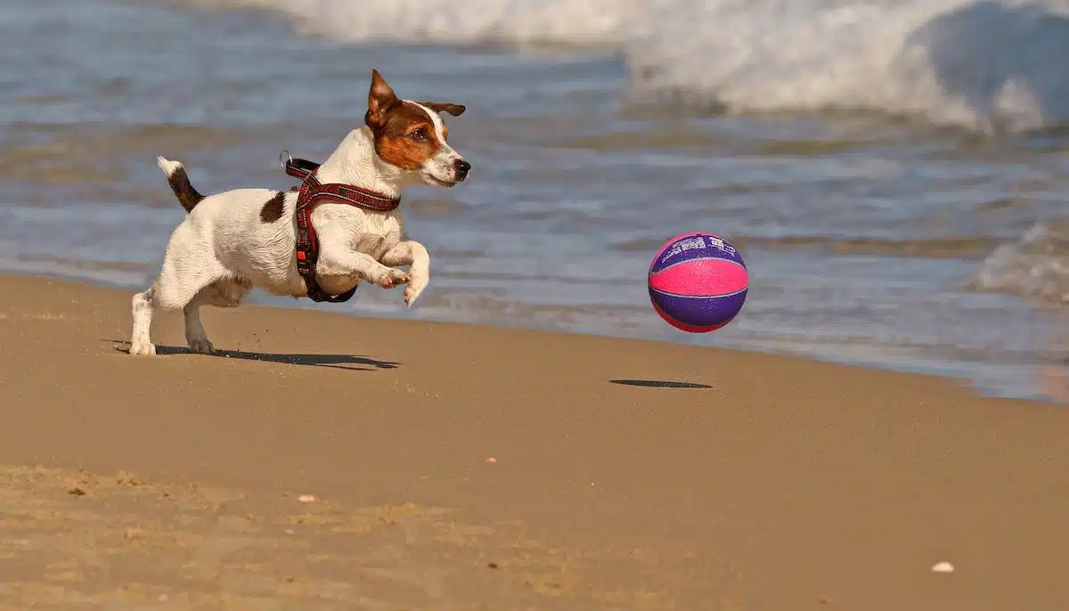 Les jeux et jouets : un moyen efficace pour favoriser le développement du chien