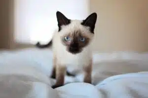 Les races de chats les plus appréciées et leurs particularités