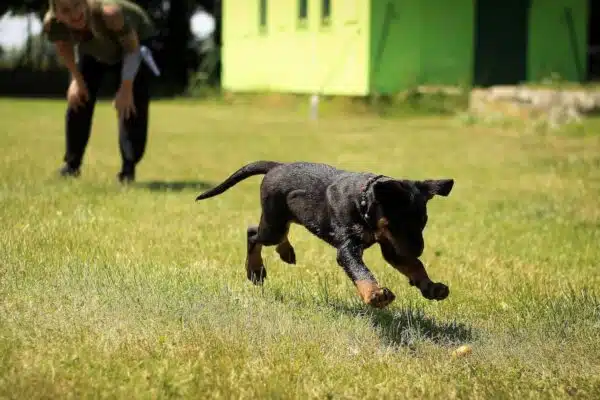 Les meilleures stratégies pour une éducation canine réussie