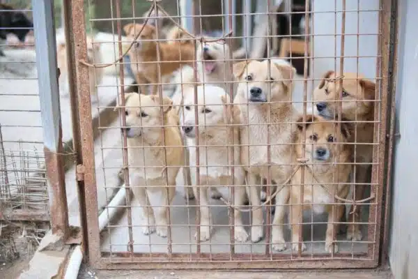 Les nombreux avantages de l’adoption d’un animal de refuge