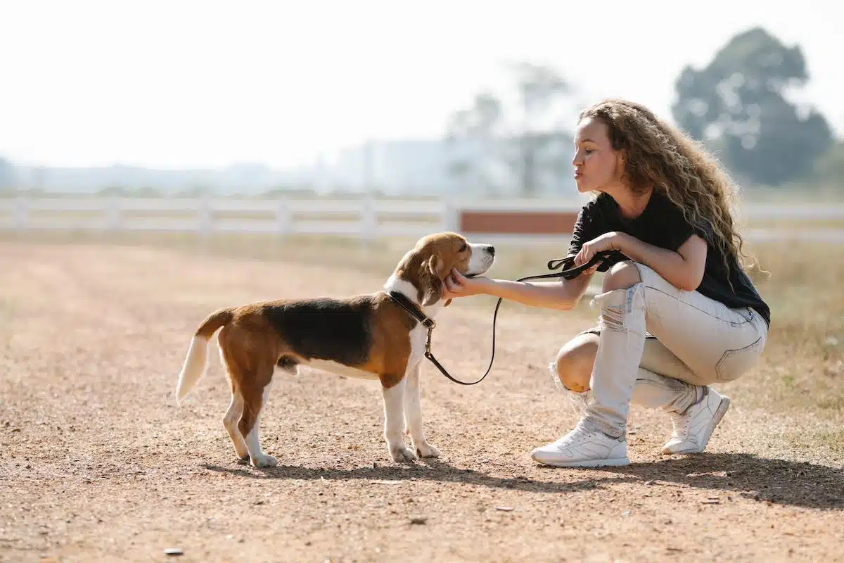 chiot  éducation