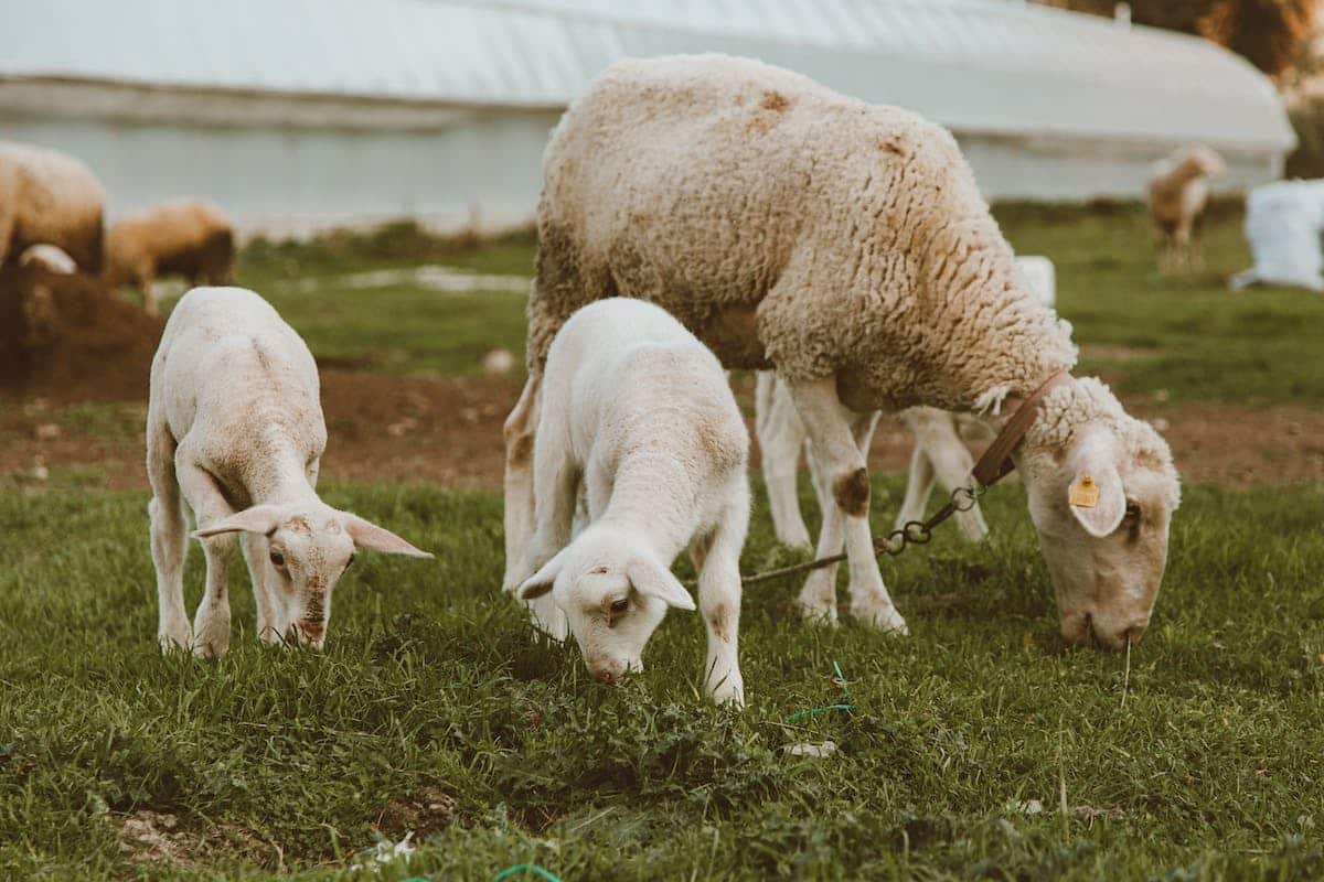 Les atouts et limites d’avoir un animal de compagnie dans une famille avec enfants