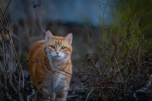 Découvrez les différents types de chats et leurs spécificités