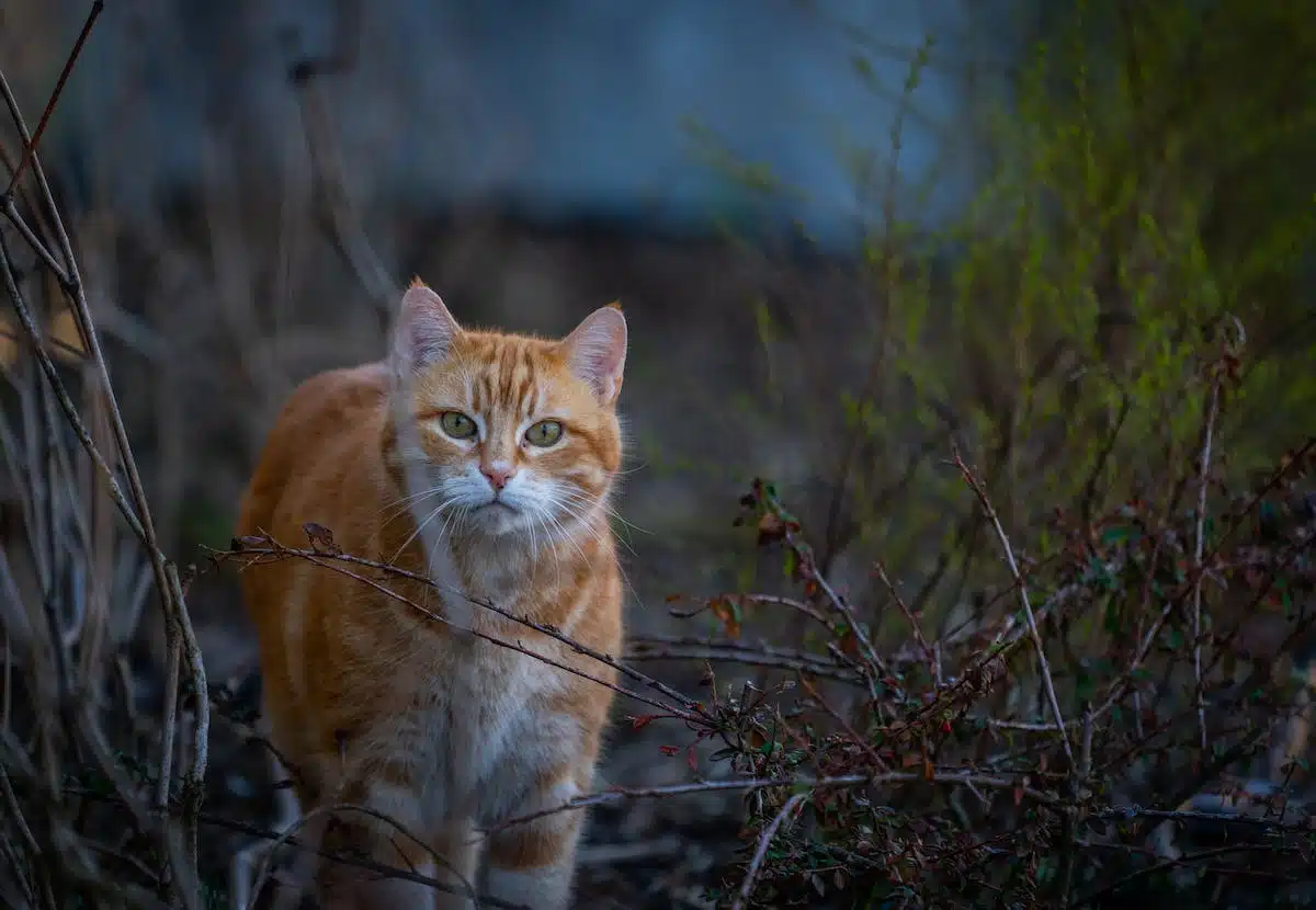 Découvrez les différents types de chats et leurs spécificités