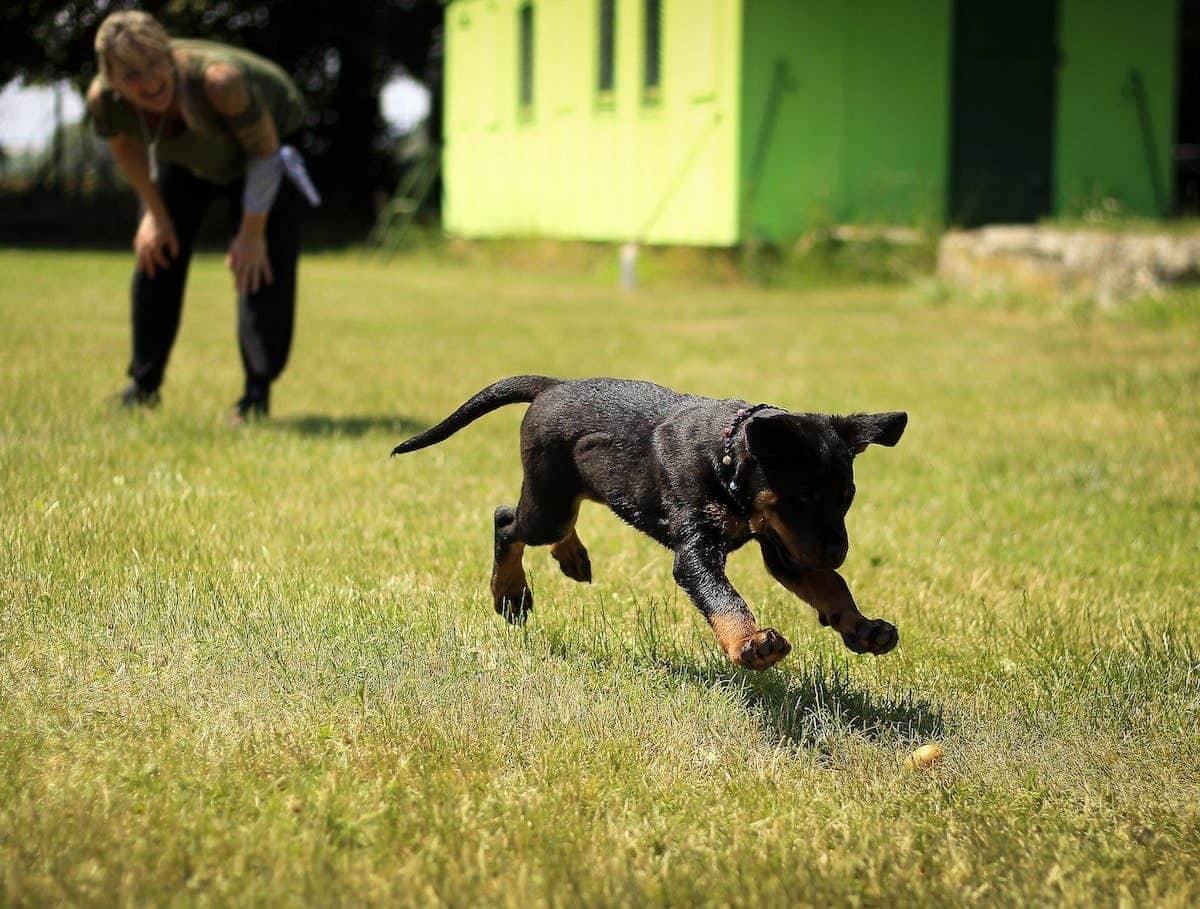 éducation canine