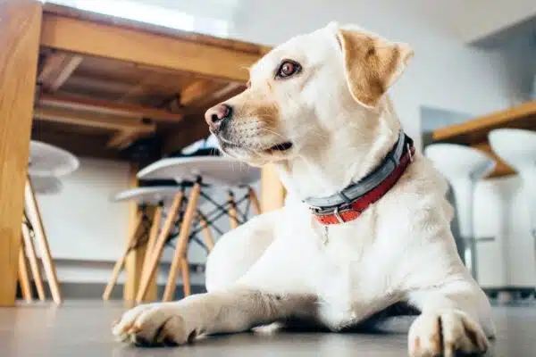 L’incroyable pouvoir des animaux dans la thérapie et l’assistance aux personnes handicapées