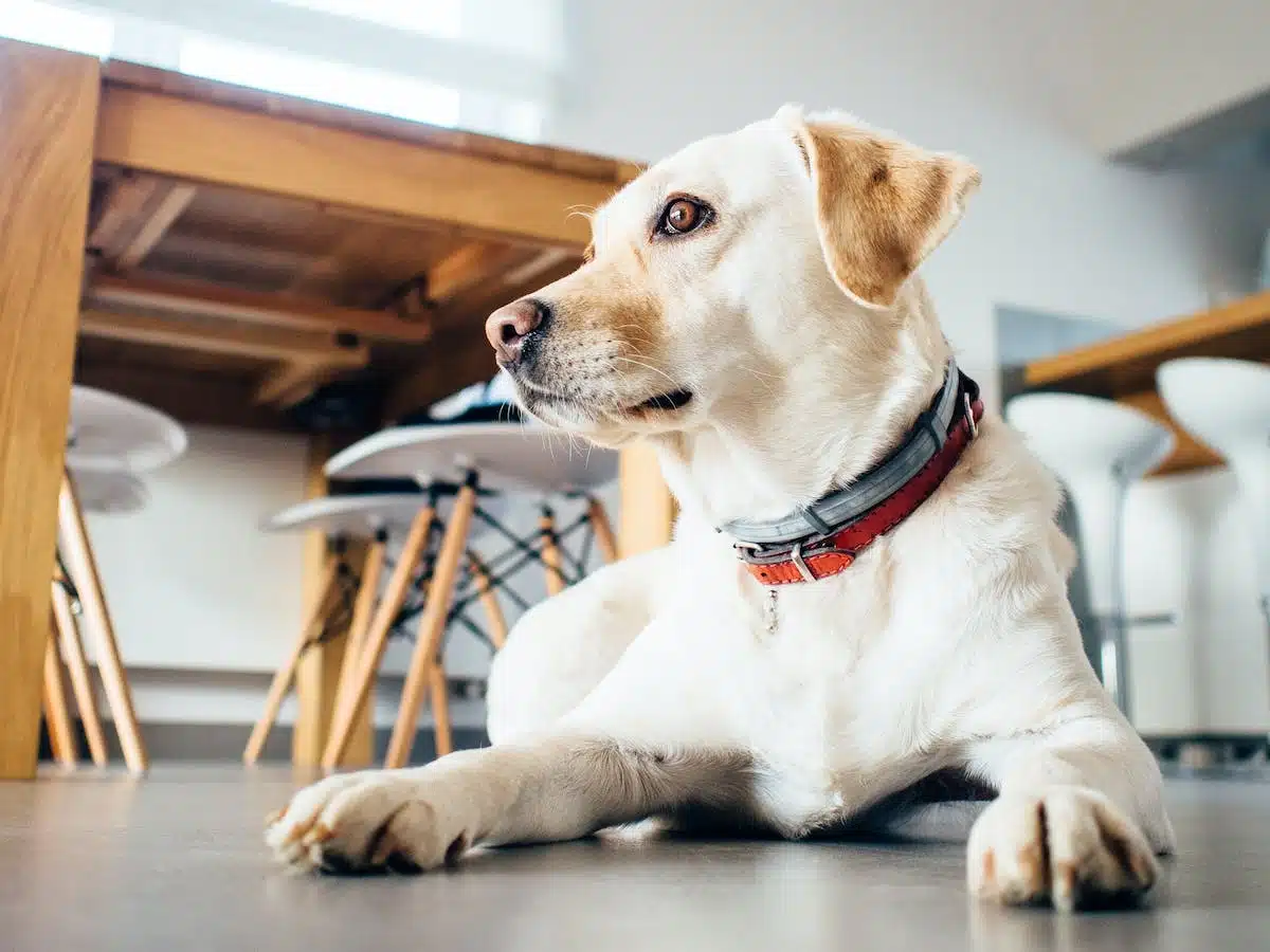 L’incroyable pouvoir des animaux dans la thérapie et l’assistance aux personnes handicapées