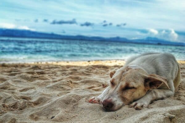 Les meilleures pratiques pour voyager avec son chien en toute sécurité