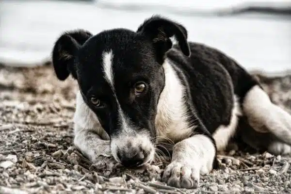 Les indices de douleur chez les animaux : détectez-les facilement