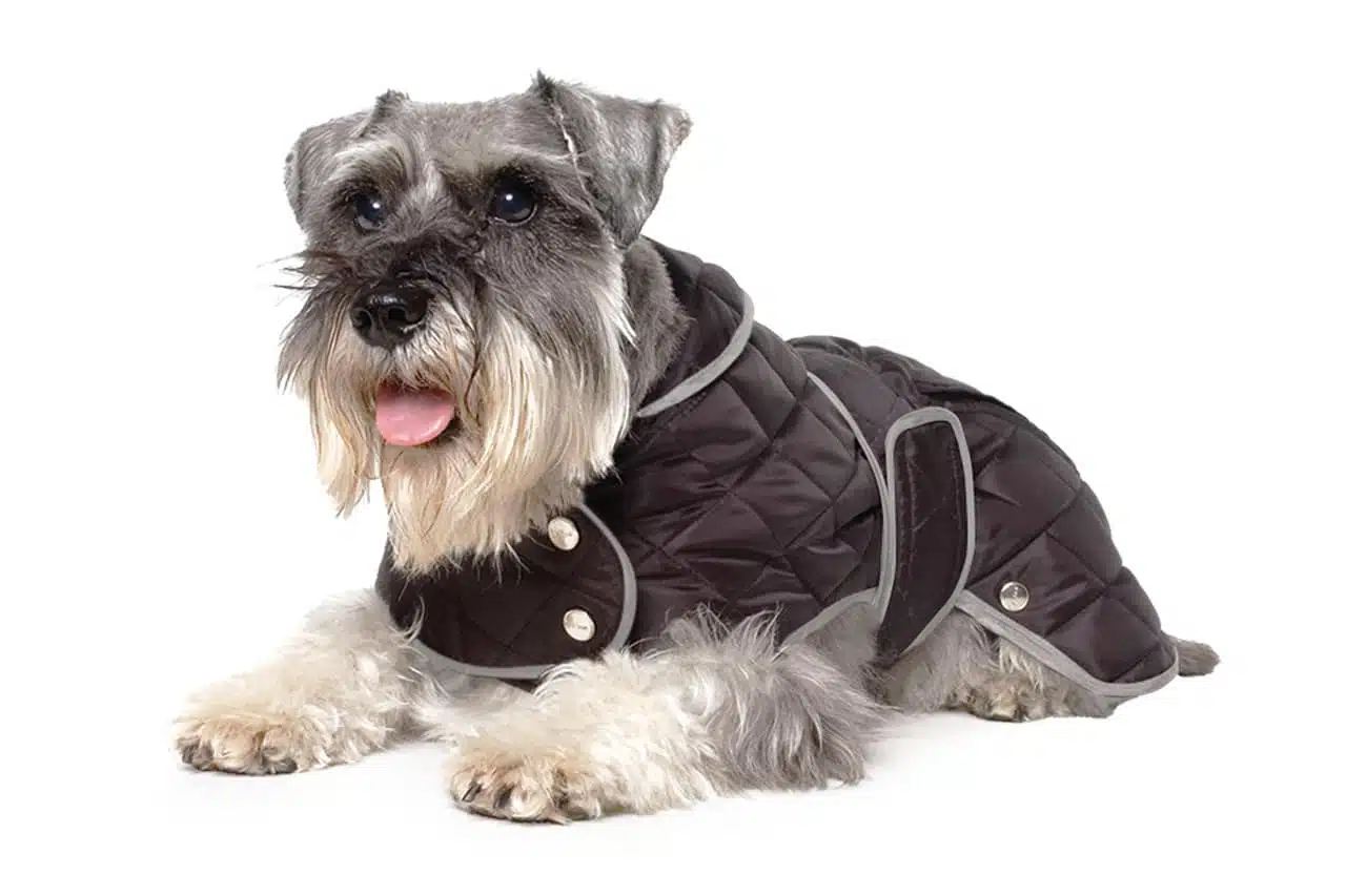 Manteau pour chien, doudoune pour chien, pull