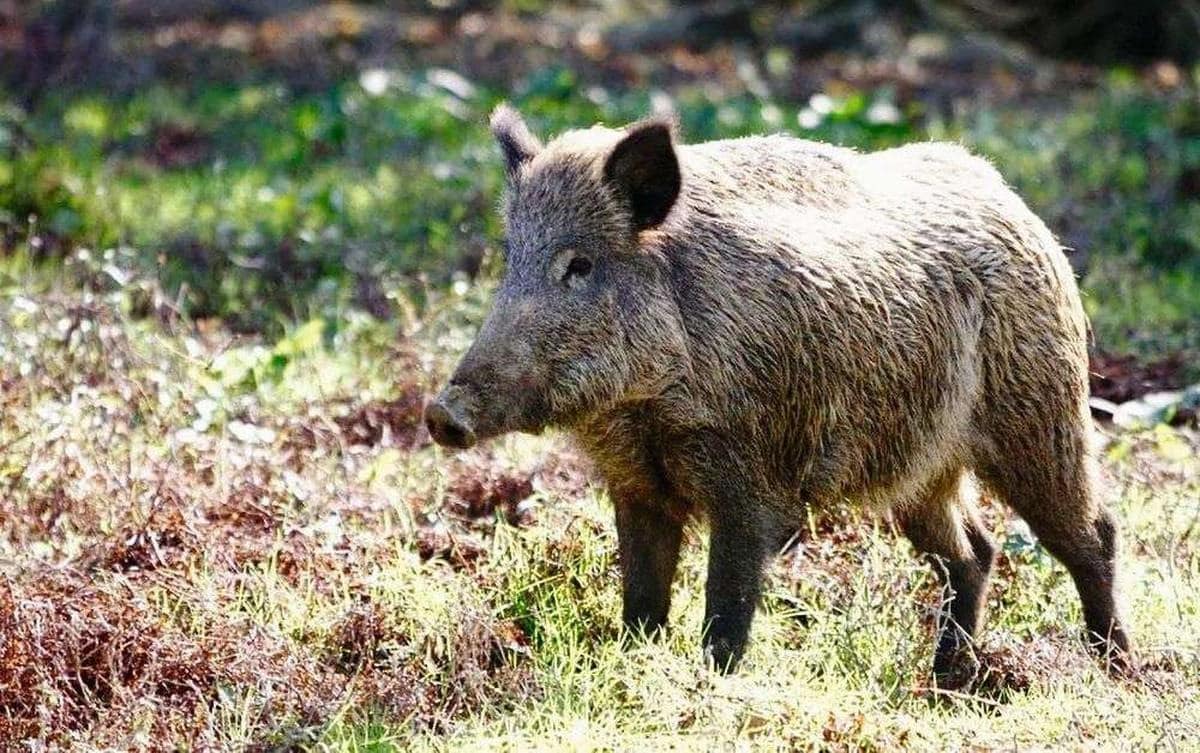 Bruit du sanglier : Comprendre et identifier