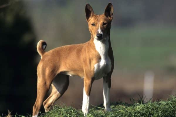 Chien qui ne perd pas ses poils : quelle race choisir ?