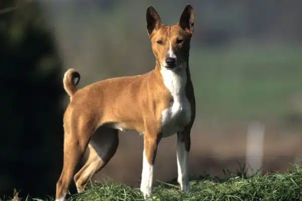 Chien qui ne perd pas ses poils : quelle race choisir ?