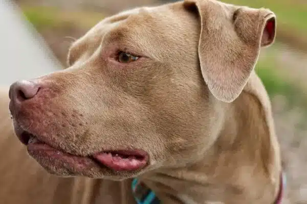 Chiens de couleur marron : Sélection et caractéristiques uniques