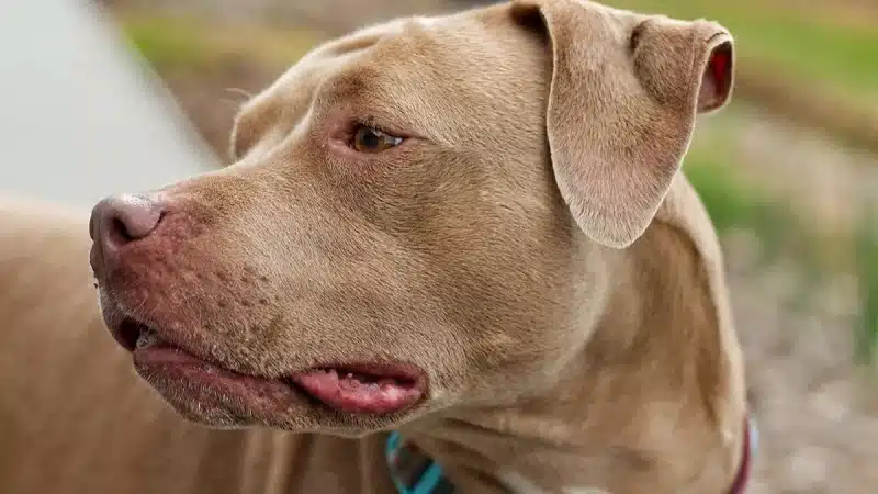 Chiens de couleur marron : Sélection et caractéristiques uniques