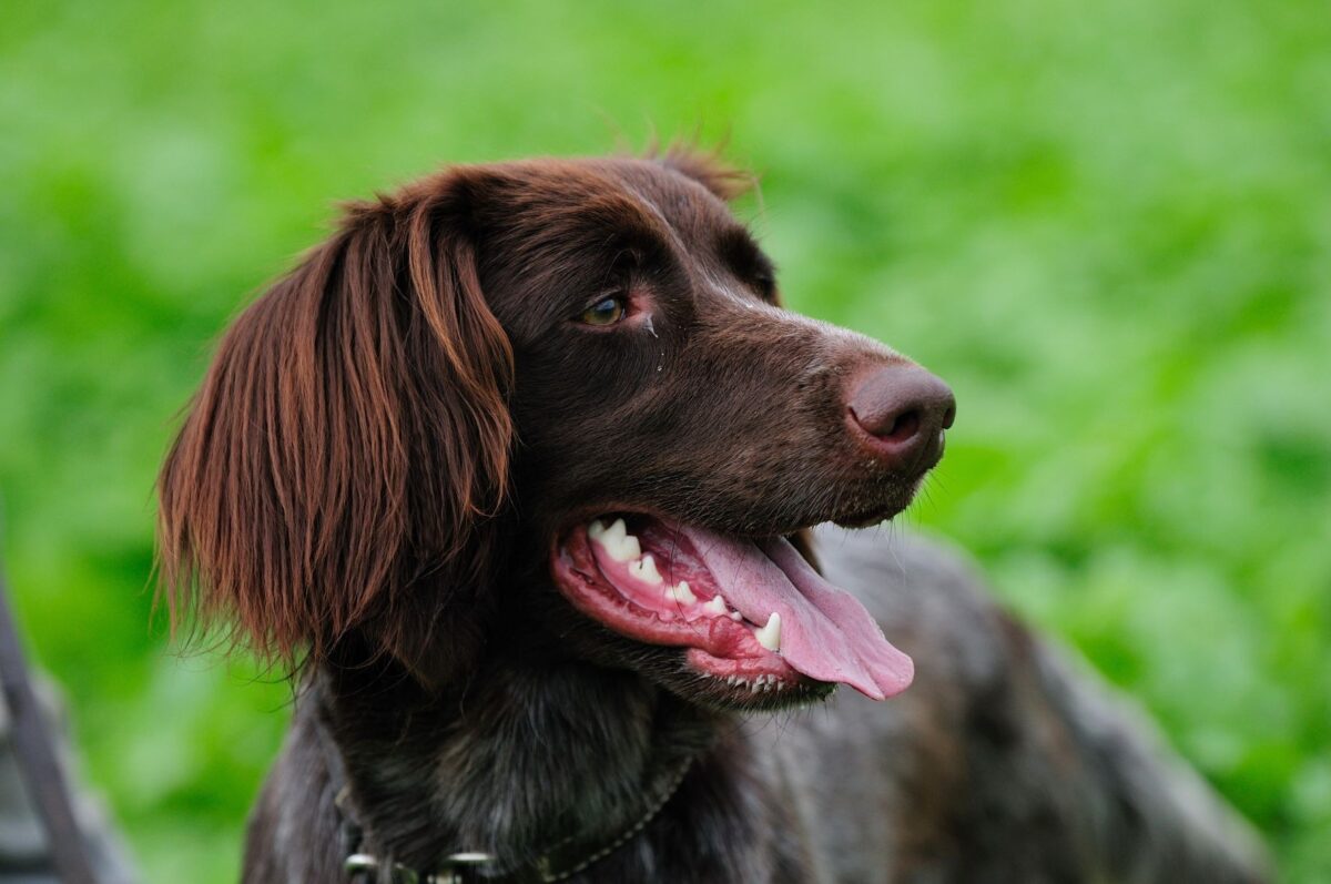 Chiens de couleur marron : Sélection et caractéristiques uniques