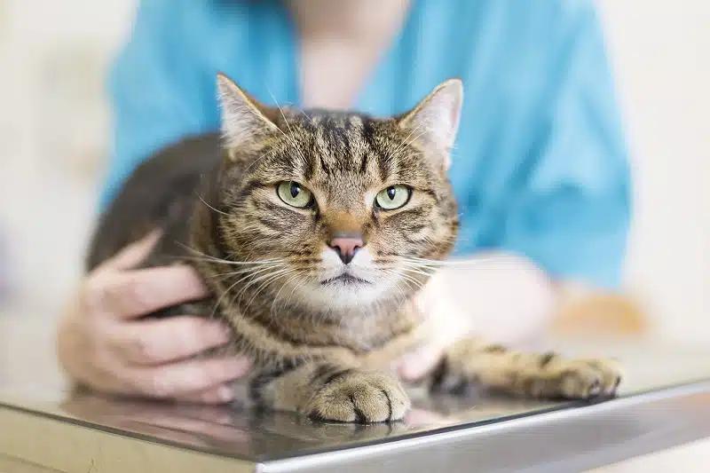 Comprendre la durée de vie d’un chat atteint de coryza : un aperçu détaillé