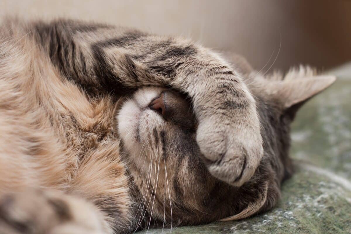 Comprendre la durée de vie d'un chat atteint de coryza : un aperçu détaillé