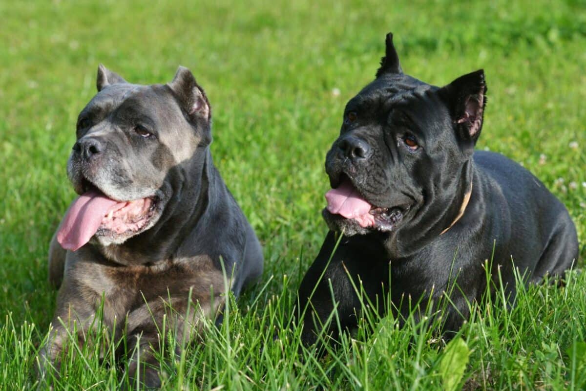 Dogue de Bordeaux vs Cane Corso : Comparaison et différences