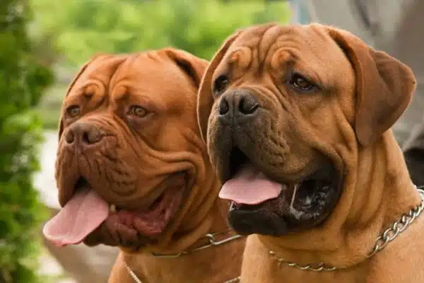 Dogue de Bordeaux vs Cane Corso : Comparaison et différences