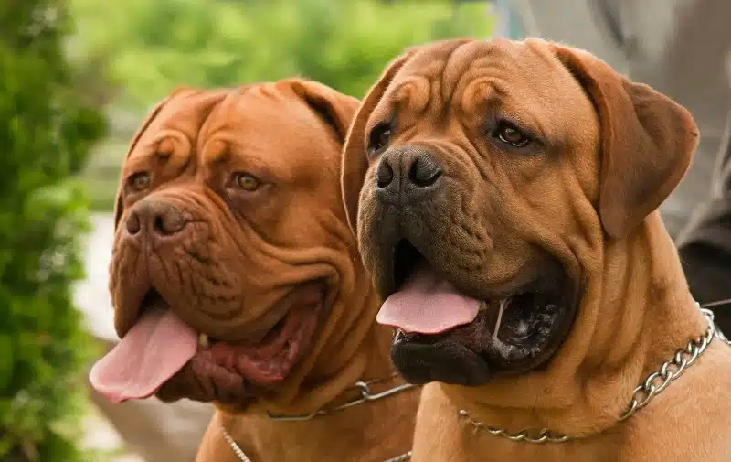 Dogue de Bordeaux vs Cane Corso : Comparaison et différences