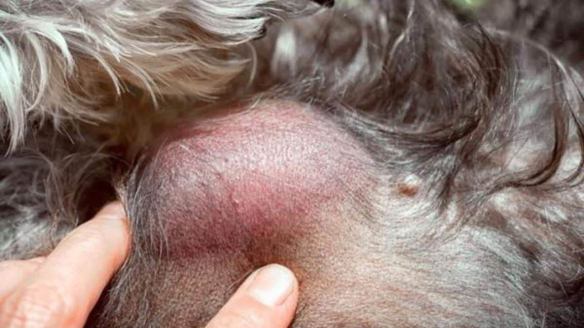 Quels sont les meilleurs remèdes naturels pour le lipome du chien ?