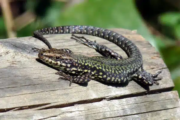 Le lézard des murailles : reptile sans risque du jardin