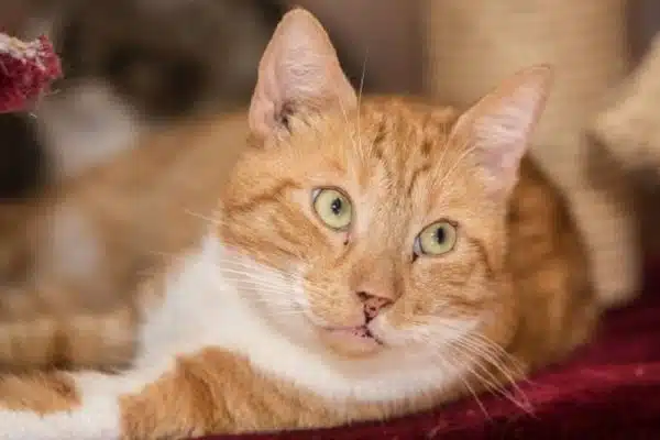 Problèmes de santé fréquents chez les chats : identification et prévention efficace