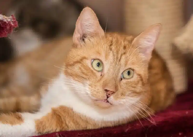 Problèmes de santé fréquents chez les chats : identification et prévention efficace