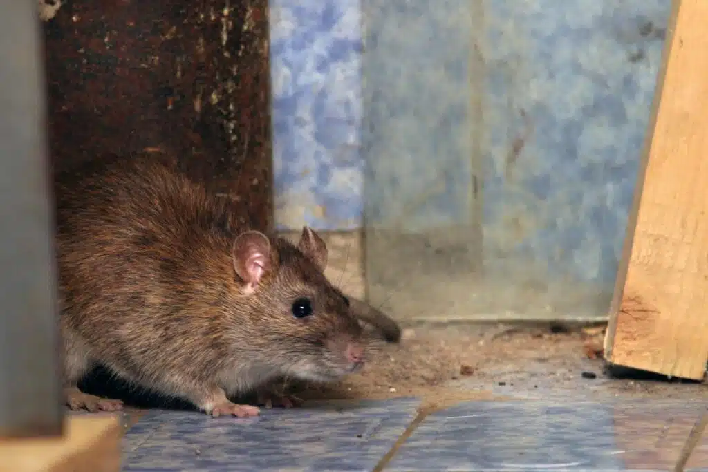 Trucs et astuces pour faire sortir un rat de sa cachette