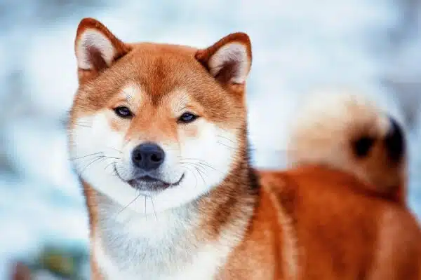 Shiba inu noir et feu : Origines et informations essentielles