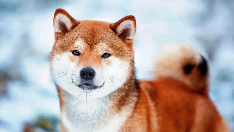 Shiba inu noir et feu : Origines et informations essentielles