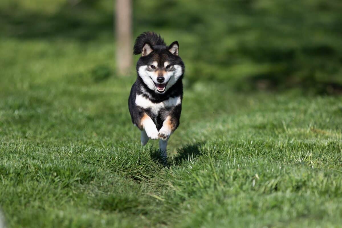 Shiba inu noir et feu : Origines et informations essentielles