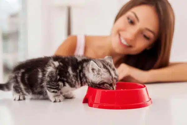 Alimentation du chaton non sevré