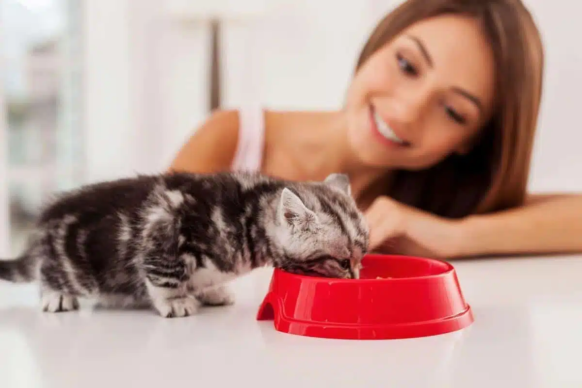 Alimentation du chaton non sevré