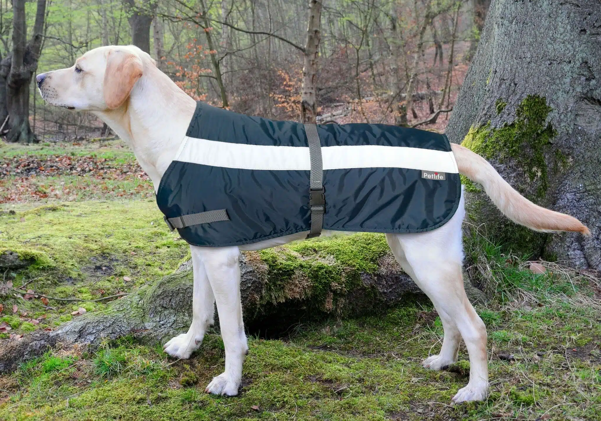 Manteau pour chien